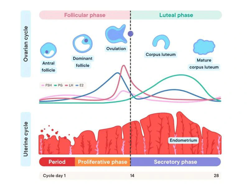 Ovarian and Uterine Cycle Diagram