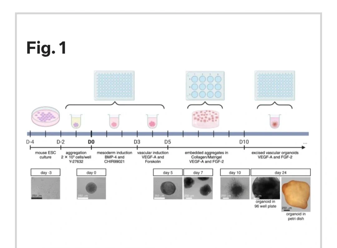 Experimental Process of Organoid Formation